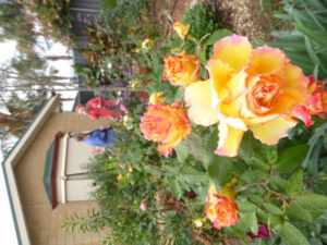Sunraysia Garden Club ready to bloom again