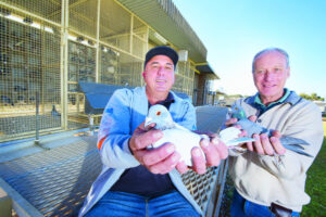 Take a punt on pigeons