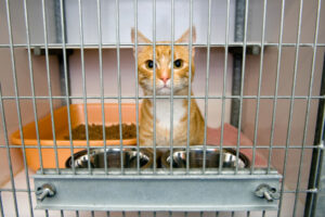 SHRCC cat curfew set for new year