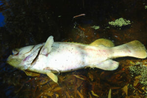 What saved Murray cod?