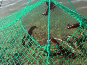 Cod Tales: Netting a yabby feast