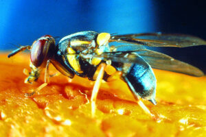 The fruit fly fight: Strategy depends on pest zone vote