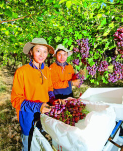 Pick of top varieties