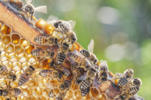 Finding varroa mite in Vic ‘not a surprise’