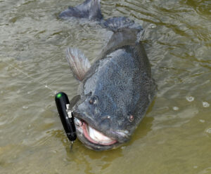 Cod Tales: Lured cod almost beached