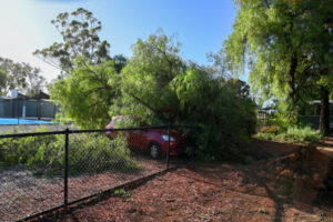 Primary students sheltered as storm brought down tree