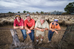 Left to die: Drought forces farmers to walk away from lambs