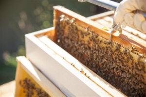 Bee parasite creeping past outbreak
