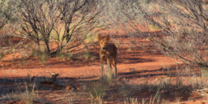 Farmers call for action on wild dogs