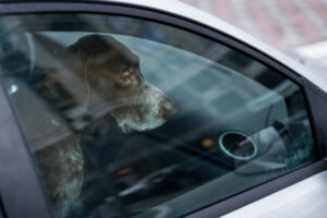 Don’t leave pets in cars this summer