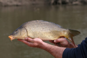 Carp myth: There’s always been something fishy about it