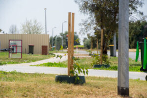 Trees are cool says council