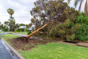Trees down in wild weather