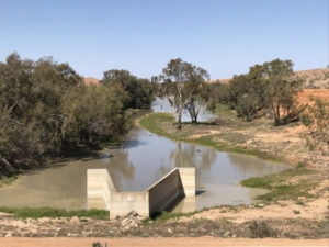 Fish go with the flow as Great Darling Anabranch gets moving