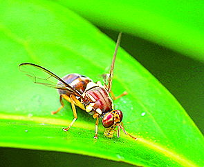 Fruit fly fight continues: Committee receives boost to tree removal program before shutdown