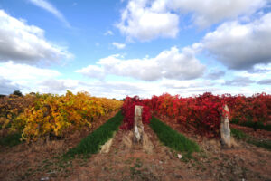 Rain to start a warm autumn