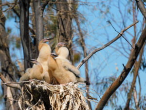 Bird breeding boom signals lakes health