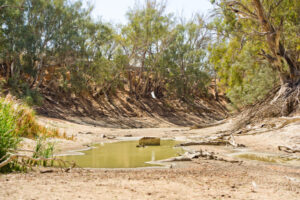 Greens push water reforms to save Darling-Baaka