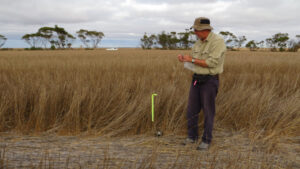 Keep grain off the ground, says mouse researcher