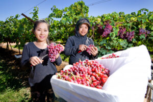 Grape export demand high despite COVID-19 worries