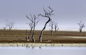 Lower Darling landholders watch cod after Menindee release