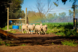 Sheep farmers ageing fast, data shows