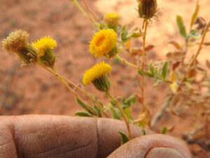 Rare daisy a floral treat