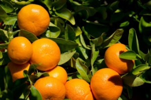 Citrus growers take basin plan outrage to Canberra
