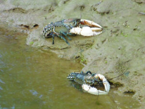 River crayfish claws back despite floods