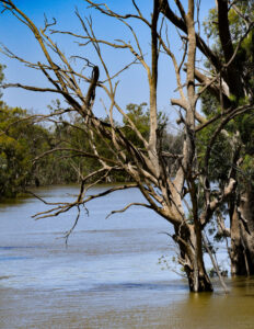 More red alerts for NSW