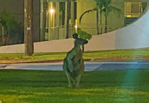 Mother roo hops into central Mildura