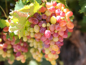 Sunraysia growers carry grape news overseas