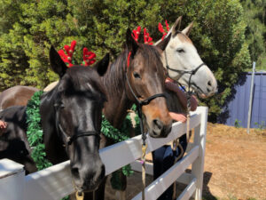 ‘Reindeer’ pony rides at Buronga