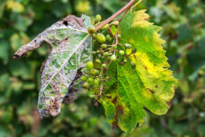 Mildew alert for growers