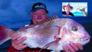 Snapper starting to take the bait again