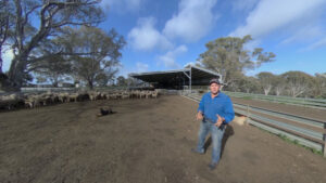 Farming: The lamb story goes virtual