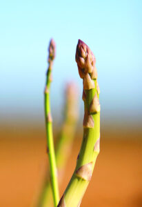 Asparagus on rise in Iraak