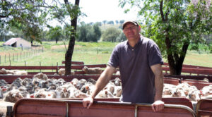 Farming: Heat, drought to severely affect lambing