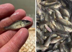 Influx of fish for Ouyen Lake