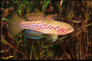 Endangered fish introduced to Mildura’s Ornamental Lakes