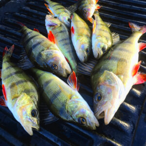 Cod Tales: Redfin bite before classic