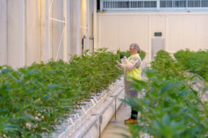 Cann Group cannabis facility near completion