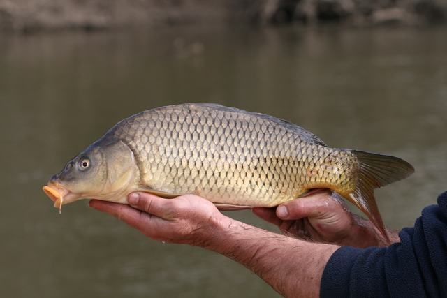 Shire back Carp virus release