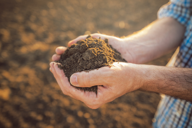 Sustainable food for thought