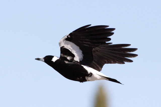 Magpie army of the swooping kind