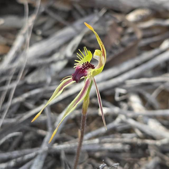 Intrepid Landcare group’s orchid-inary debut