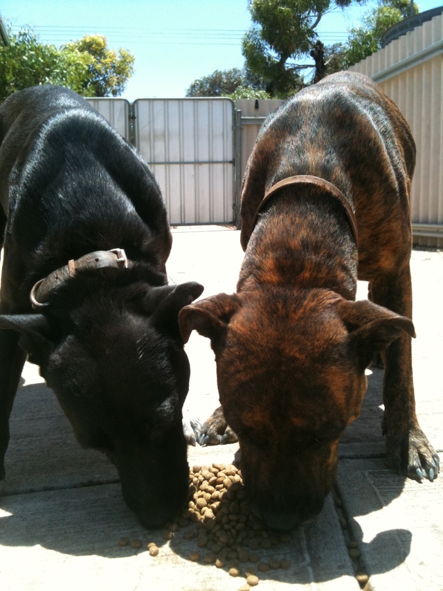 Don’t forget your pets on AFL’s big day