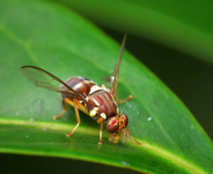 Open season on Queensland fruit fly