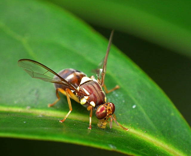 Open season on Queensland fruit fly