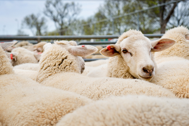 Survey reveals livestock growth